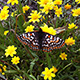 goldfields-butterfly-thumb.jpg