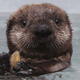 sea-otter-thumb.jpg