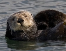 photo of sea otter