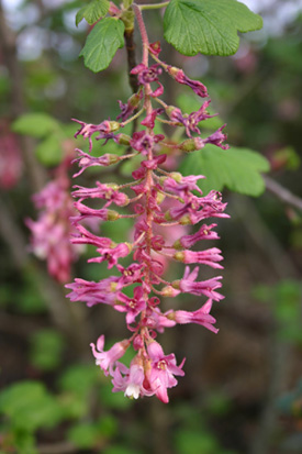 photo of Ribes flowers