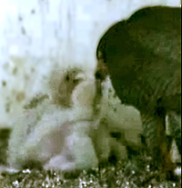 image of chicks in nest