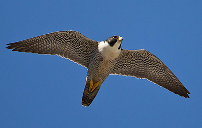 photo of peregrine falcon