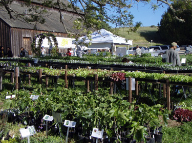 Plants for sale at the spring plant sale 