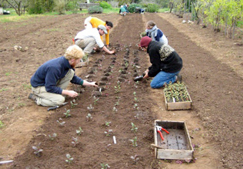 Apprentices plant seedlings for fall crops.