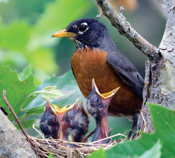 robins in nest