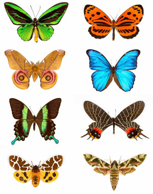 Butterflies from the Gerhard Ringel collection