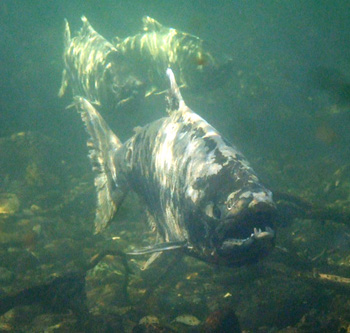 adult chinook salmon