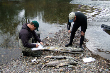 biologists conduct salmon carcass survey