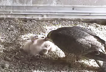 Mother falcon feeds chicks 