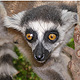 lemur-catta-thumb.jpg