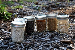 Seeds in jars