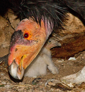 condor with nestling