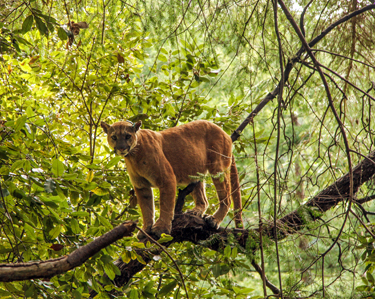 Mountain lion in a tree