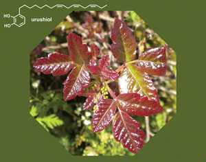 poison oak leaves and urushiol structure