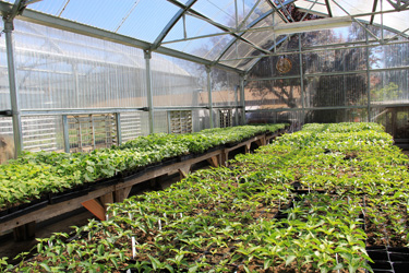 seedlings in greenhouse 