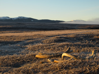 mammoth tusks on arctic landscape