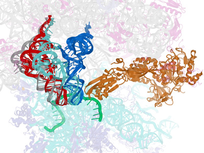 molecular diagram of ribosome