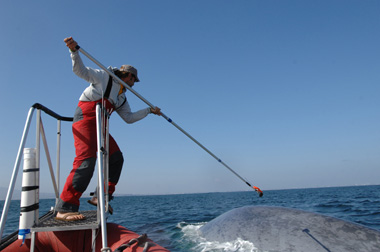 researcher tagging a blue whale