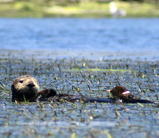 sea otter in eelgrass bed