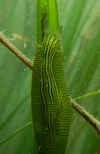 Lesmas-do-mar, Phyllaplysia taylori, alimentam-se de algas. Foto de Ron Eby