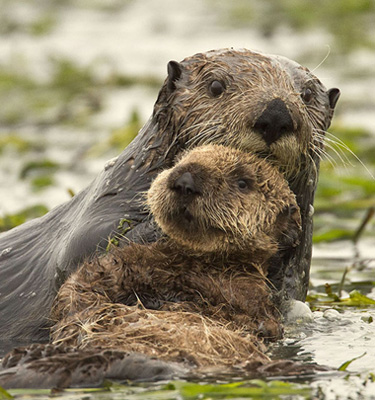 sea otter with pup