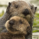sea-otters-thumb.jpg