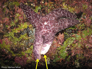 diseased sea star