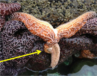 diseased sea star with missing arms