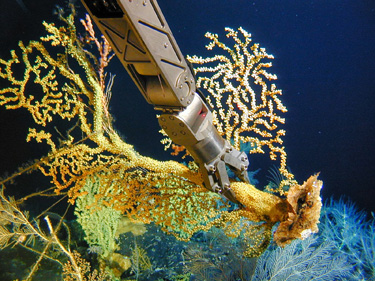 mechanical arm from deep-sea rover grabbing coral sample