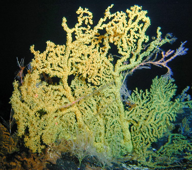 deep-sea coral