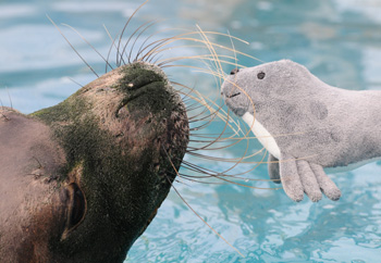 monk seal with toy