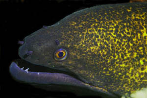 LASER poster-image of moray eel by Rita Mehta 