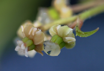 Amborella flowers