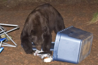 bear eating food in campsite