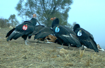 condors at feeding station