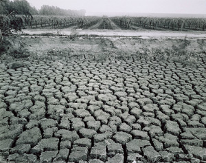 Robert Dawson, "Cracked Mud and Vineyard," Arvin, CA, 1985