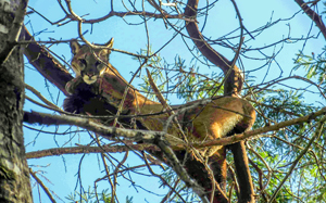 mountain lion in a tree