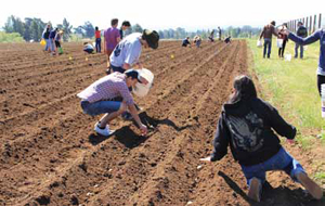 UC Santa Cruz students work the fields in the 2013 spring Agroecology Practicum class taught by Damian Parr. (Photo by Abby Huetter)