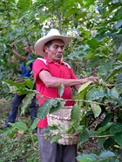 Coffee farmer