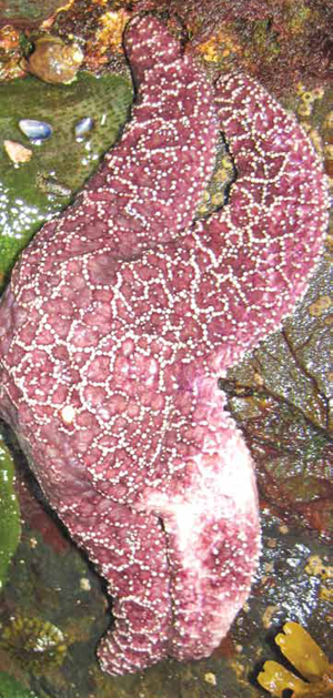 Tissue is disintegrating on two arms of this sea star affected by sea star wasting syndrome. (Photo by Melissa Miner)