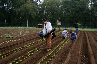 students planting lettuce
