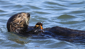 sea otter with crab