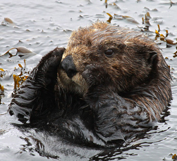 sea otter grooming