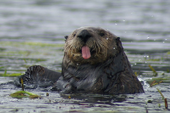 sea otter with tongue out