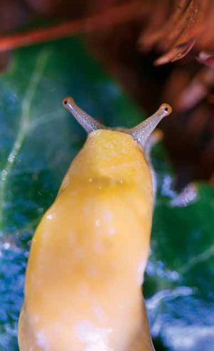 banana-slug.jpg