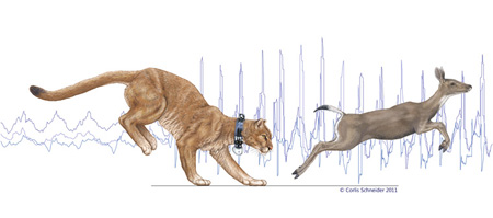 illustration of puma chasing a deer