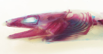 conger eel skull