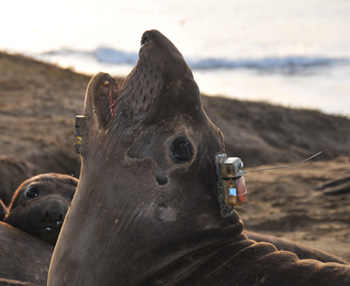 elephant seal on beach with tags
