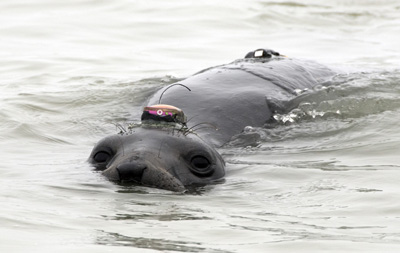 swimming elephant seal with tags
