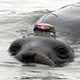 Fat, but not too fat, helps elephants seals find the right balance